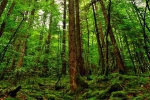 平顶山封城/平顶山封城了吗
