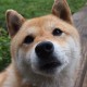 【石家庄新增30例本土无症状,石家庄新增无症状病例】