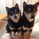 【上海疫情累计多少例,上海疫情是多少】