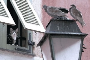 【天津新增7例阳性,天津新增2例本土阳性】
