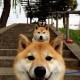 陕西新增3例本土无症状/陕西新增5例本土确诊