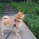 黑龙江大庆市新增1例确诊/黑龙江大庆新增确诊病例1例行动轨迹
