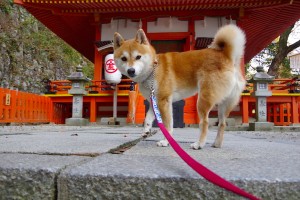 【云南新增2例本土确诊病例,云南新增两例本土病例】
