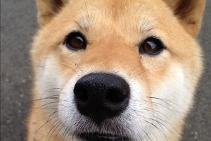全球疫情未到高峰/全球疫情仍处于高位